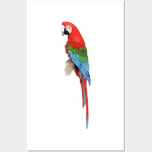 Red-and-green macaw Posters and Art